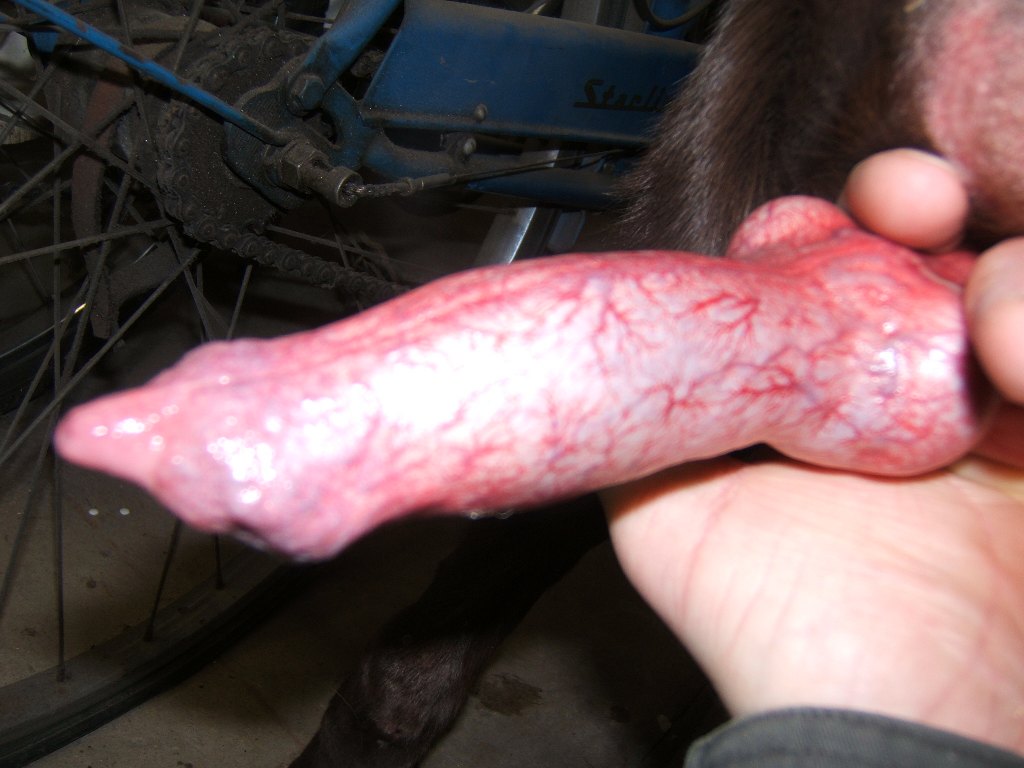 Massive dog penis - 🧡 Puppies With Discharge In Penis hotelstankoff.com.