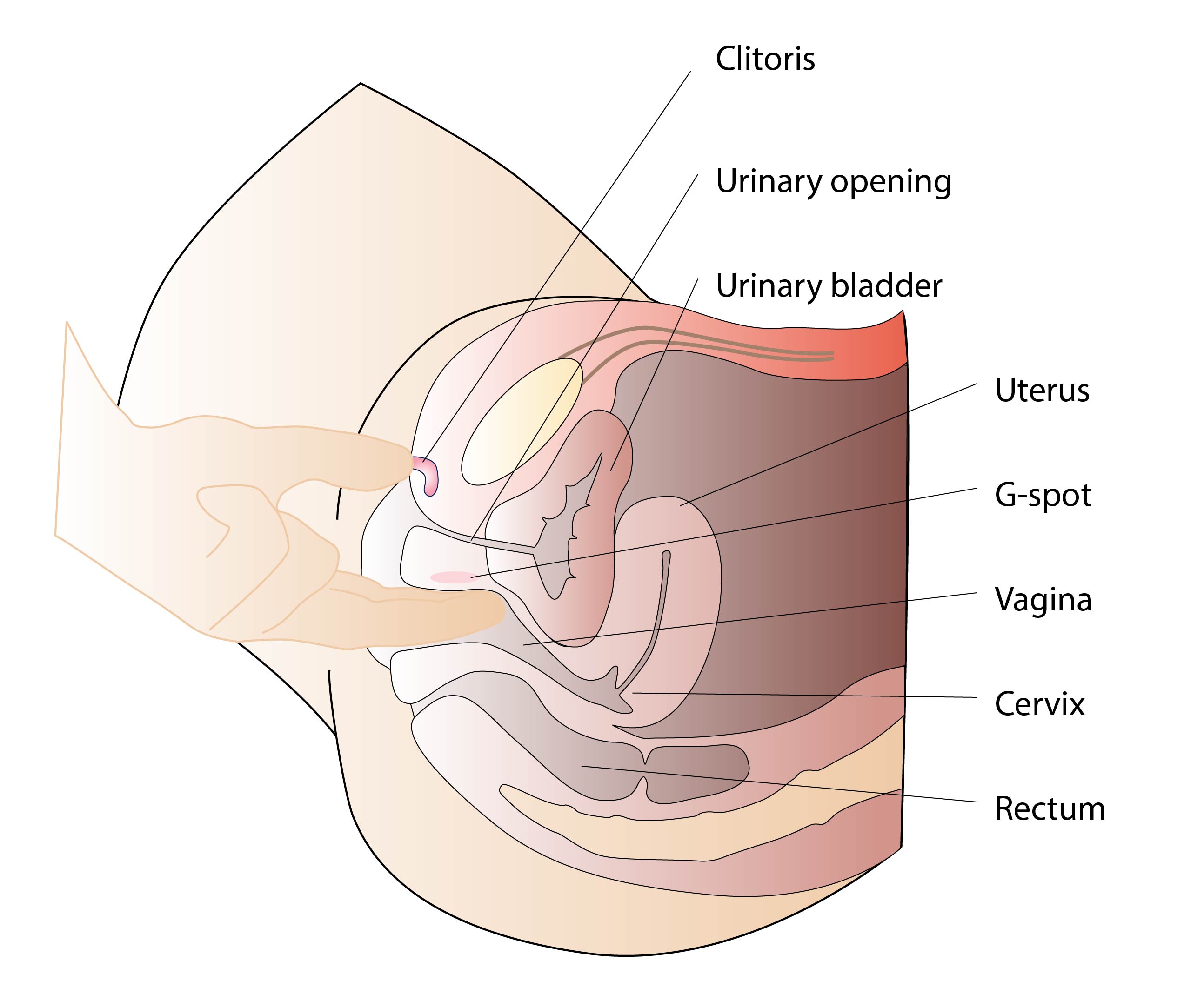 Anatomy of sex porn