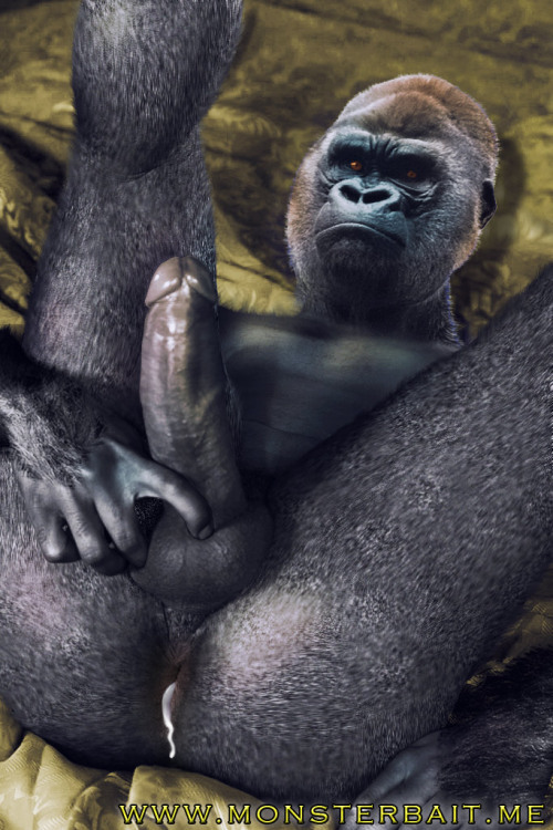 Sex with gorillas porn.