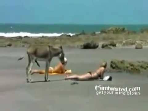 Girl Fucking Her Donkey