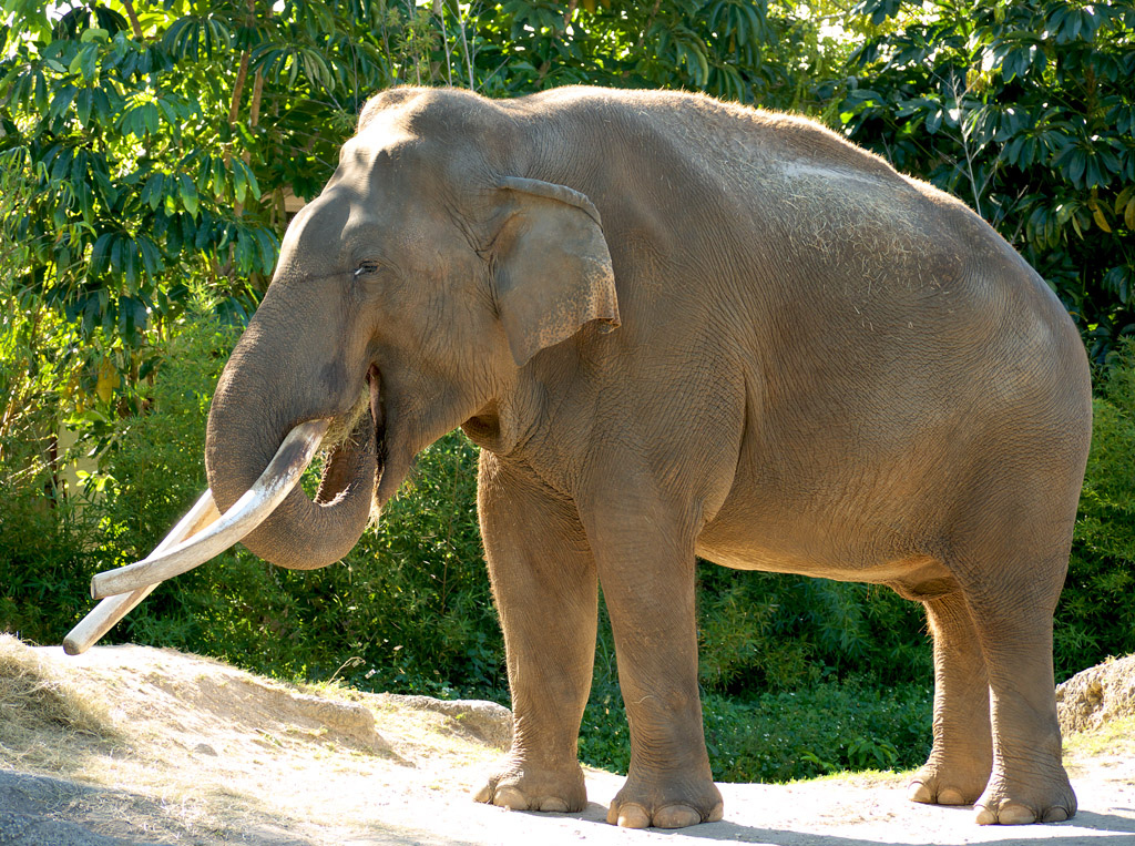 Three unusual facts for asian elephant.