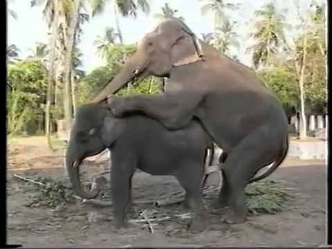 Elephant having sex.