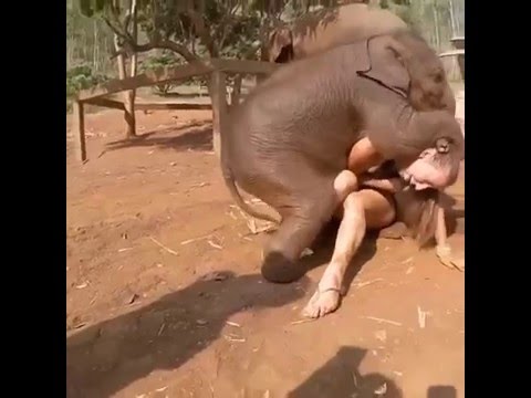 Porno elephant sex death note hentai